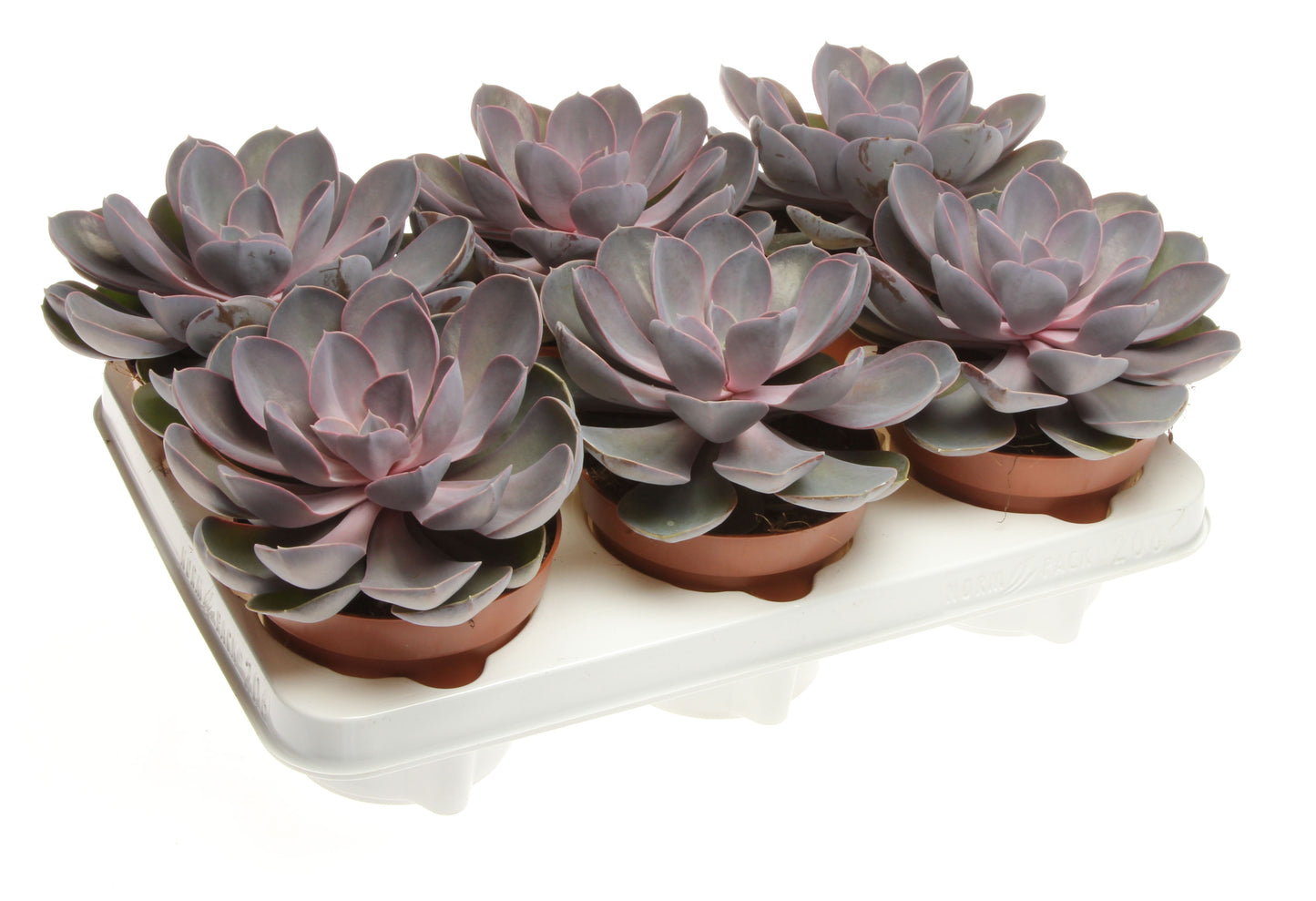 Echeveria Perle pour bureau