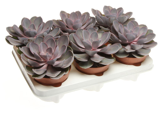 Echeveria Perle pour bureau