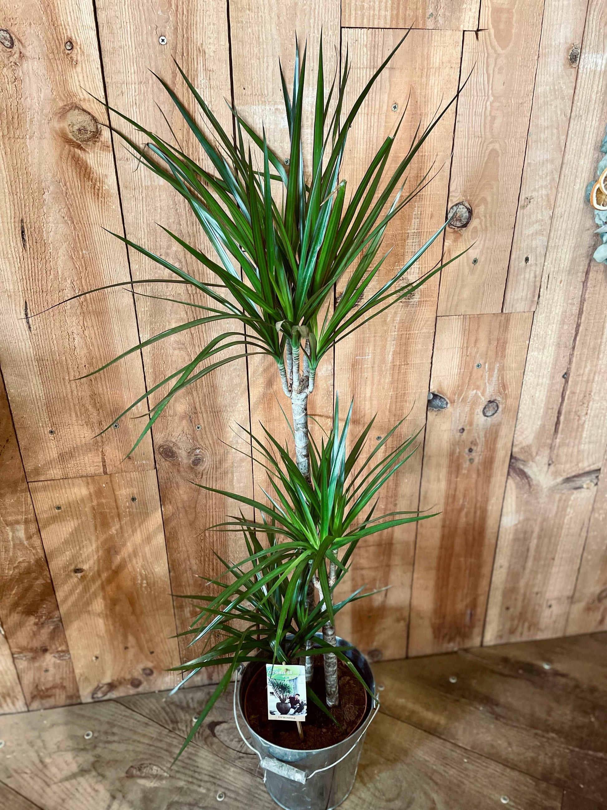 dracaena fleurs Plantes de Philo et Capucine : Dracaena marginata – Philo et Capucine