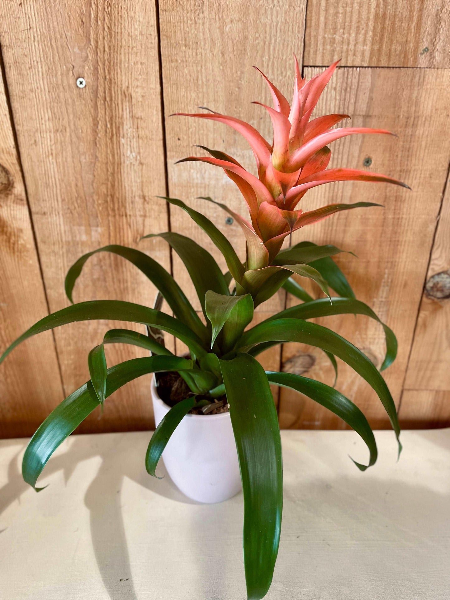 Guzmania - Philo et Capucine - Fleuriste Gujan-Mestras