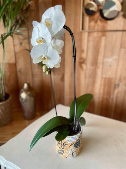 Cache-pots à motif - Philo et Capucine - Fleuriste Gujan-Mestras