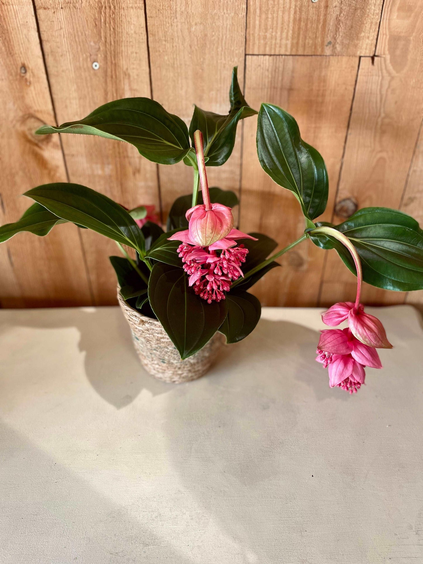 Medinilla - Philo et Capucine - Fleuriste Gujan-Mestras