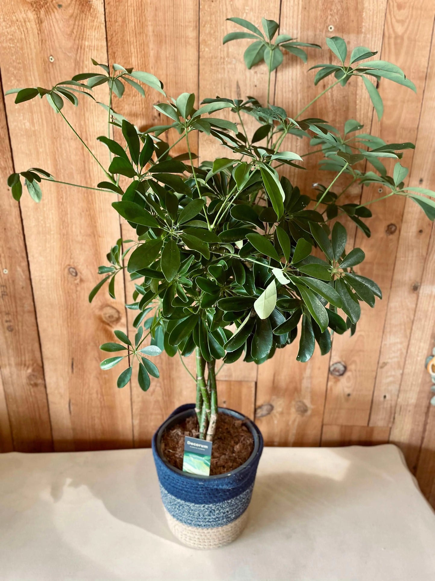 Schefflera - Philo et Capucine - Fleuriste Gujan-Mestras